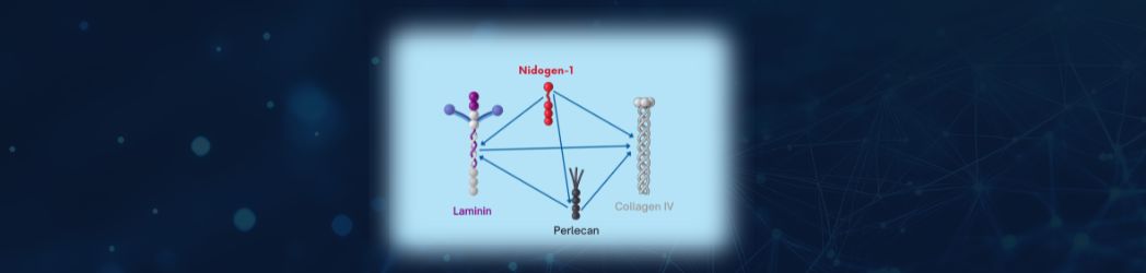 A conceptual illustration of Nidogen-1, a vital protein in the skin’s basement membrane, symbolising structural integrity, balance, and youthful skin health.